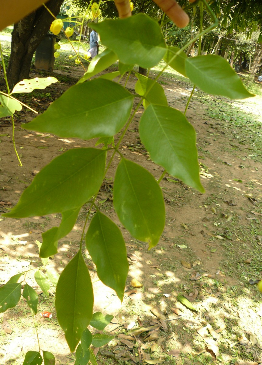 Cassia fistula L.